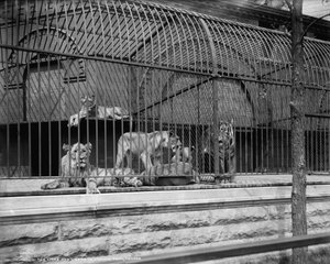 シカゴのリンカーンパークのライオンとトラ、1901年頃 作： Detroit Publishing Co.